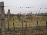 Das Schneiden der Weinstöcke beginnt zeitig und soll bis Mitte März abgeschossen sein.