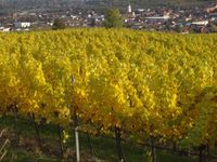 Weinherbst in Langenlois